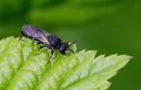 Hylaeus gibbus / Weidemaskerbij