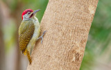 Fine-spotted woodpecker / Stippelspecht