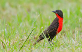 Red-Breasted Meadowlark / Zwartkopsoldatenspreeuw