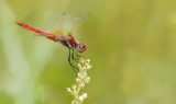 Red-veined darter / Zwervende heidelibel