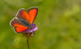 Balkan copper / Balkan vuurvlinder