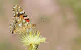 Painted Lady / Distelvlinder