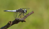 Scarce chaser / Bruine korenbout 