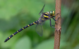 Golden-ringed dragonfly / Gewone bronlibel