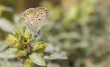 Blue Argus / Balkan Bruin Blauwtje