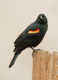 Red-winged Blackbird / Epauletspreeuw 