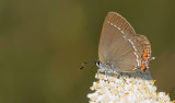 Sloe Hairstreak / Kleine sleedoornpage 