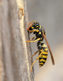 European paper wasp / Franse Veldwesp