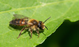 Bryony Mining Bee / Heggenrankbij