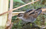 Little crake / Klein waterhoen