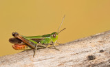 Stripe-winged grasshopper / Zoemertje