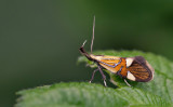 Micro moths / Micro nachtvlinders