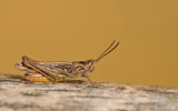 Lesser field grasshopper / Snortikker