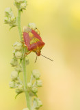 Carpocoris pudicus