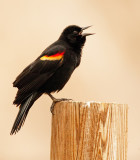 Red-winged Blackbird / Epauletspreeuw