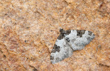 Moths / Nachtvlinders