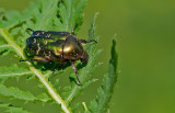 Rose Chafer / Gouden tor
