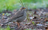 Black-throated thrush / Zwartkeellijster