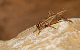 House cricket / Huiskrekel