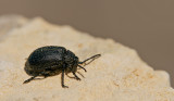 Galeruca tanaceti / Wormkruidhaantje