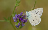 Meleager's blue / Getand blauwtje