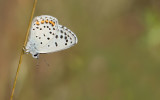 Eastern Baton Blue / Oostelijk tijmblauwtje