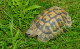 Eastern Hermanns Tortoise / Oostelijke Griekse landschildpad