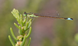 Sahara Bluetail / Sahara Lantaarntje