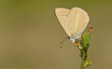 Polyommatus aroaniensis / Grieks esparcetteblauwtje