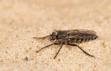 Lasiopogon cinctus / Vroege zandroofvlieg
