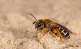 Halictus rubicundus	 / Roodpotige groefbij 