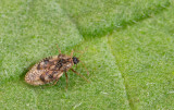 Dictyla humuli / Smeerwortelnetwants