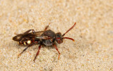 Nomada alboguttata / Bleekvlekwespbij 