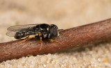 Diptera (Flies / Vliegen)