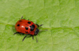 Gonioctena viminalis / Rood struikhaantje