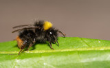 Bombus pratorum / Weidehommel