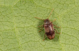 Ochina ptinoides / Klimopkever 
