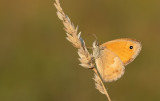 Small heath / Hooibeestje