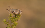 Platycleis grisea / Oostelijke Duinsabelsprinkhaan