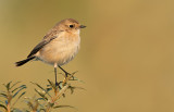 Siberian stonechat / Aziatische roodborsttapuit