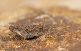 Long-horned Groundhopper / Kalkdoorntje