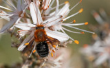 Megachile sicula balearica