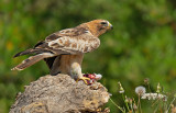 Booted eagle / Dwergarend