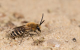 Colletes succinctus / Heizijdebij