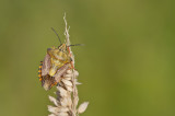 Carpocoris purpureipennis / Knoopkruidschildwants