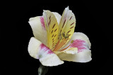 2020-04-06-11.41.09 ZS PMax.jpg