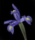 2020-06-03-16.41.48 ZS PMax.jpg