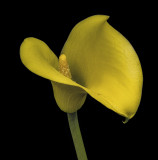 2020-09-19-10.49.55 ZS PMax.jpg