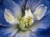 Delphinium
