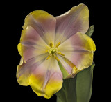 2021-03-17-15.04.20 ZS PMax.jpg